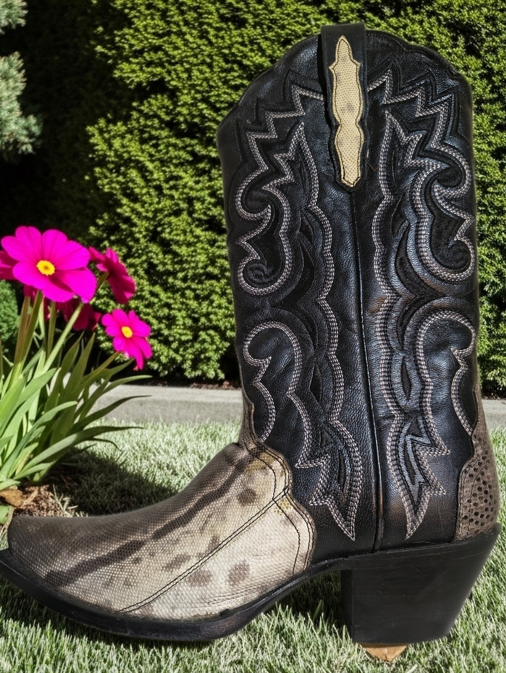 Women's Snake Skin Western Cowboy Boots, Dan Post, Blk & Brn 8.5M